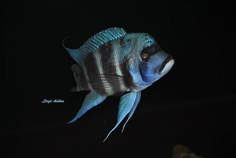 Cyphotilapia gibberosa 'Kansombo'